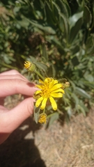 Senecio pyrenaicus