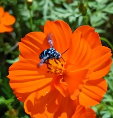 Thyreus himalayensis