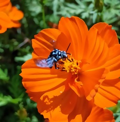 Thyreus himalayensis