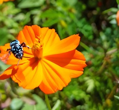 Thyreus himalayensis