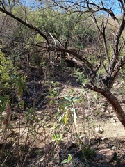 Ambrosia ambrosioides