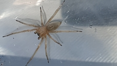 Cheiracanthium