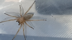 Cheiracanthium