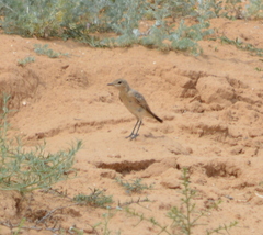 Oenanthe isabellina