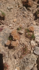 Armeria caespitosa