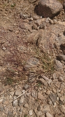 Agrostis delicatula