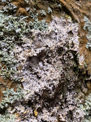 Erythricium aurantiacum
