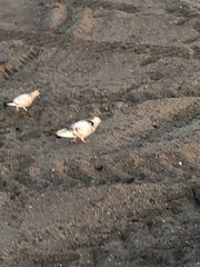 Columba livia domestica