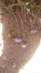 Jasione crispa