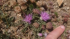 Jurinea humilis