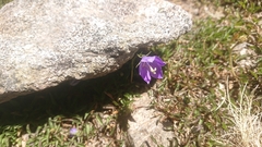 Campanula herminii