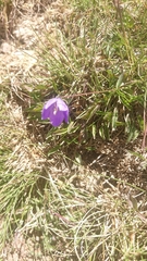 Campanula herminii