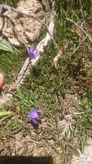 Campanula herminii