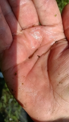 Lissotriton vulgaris meridionalis