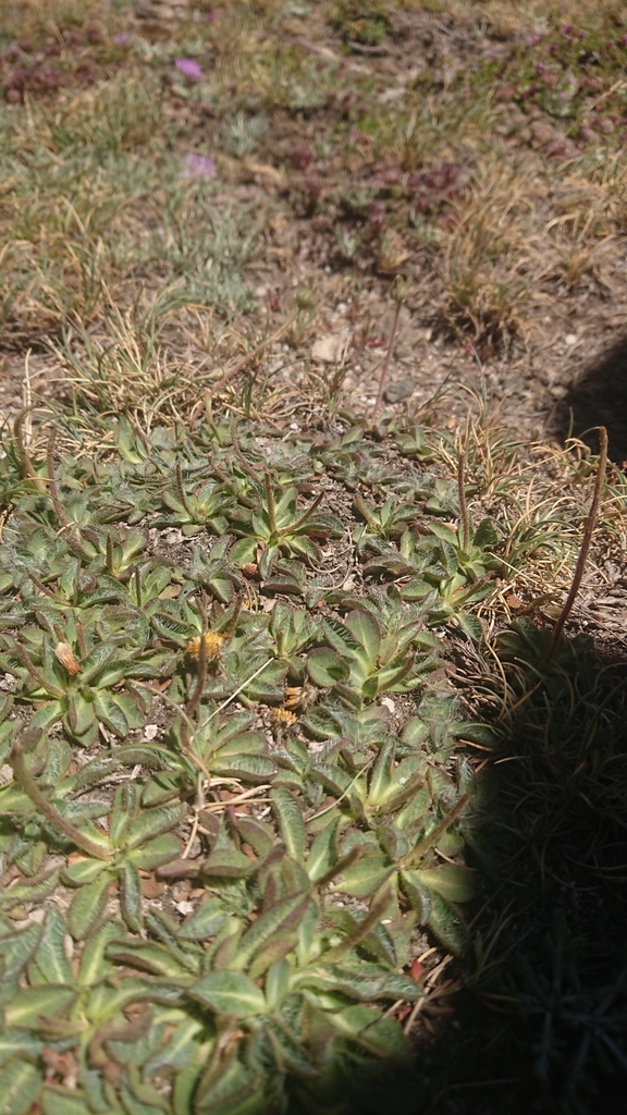 Pilosella vahlii
