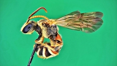 Lipotriches ceratina