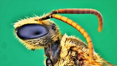 Lipotriches ceratina