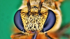 Lipotriches ceratina