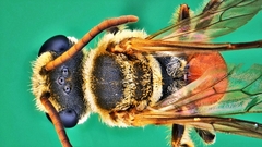 Lipotriches ceratina