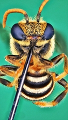 Lipotriches ceratina