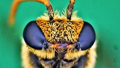 Lipotriches ceratina