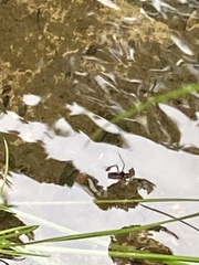 Poecilobothrus nobilitatus