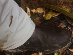 Haemadipsa interrupta