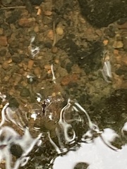Poecilobothrus nobilitatus