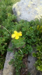 Hypericum richeri