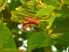 Phalera flavescens