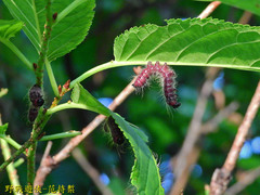 Phalera flavescens