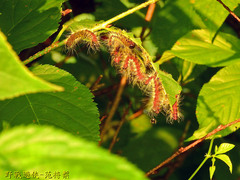Phalera flavescens