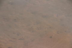 Hemichromis fasciatus