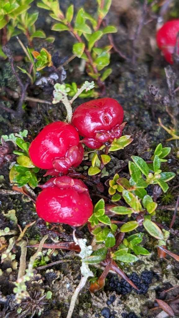 Gaultheria tasmanica