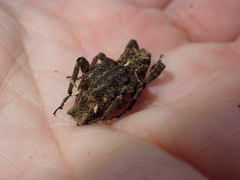 Poropterus parryi