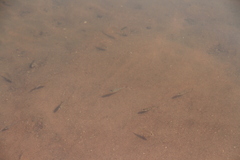 Hemichromis fasciatus