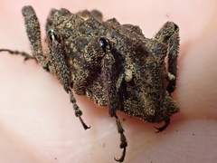 Poropterus parryi
