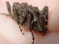 Poropterus parryi