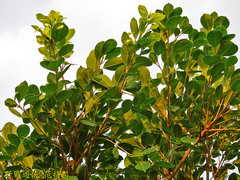 Ficus microcarpa microcarpa