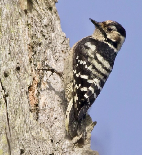 Lesser Spotted Woodpecker