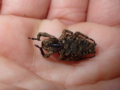 Poropterus parryi