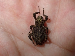 Poropterus parryi