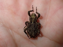Poropterus parryi