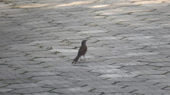 Turdus leucomelas