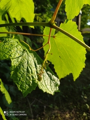 Vitis amurensis