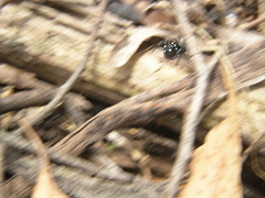 Nyssus