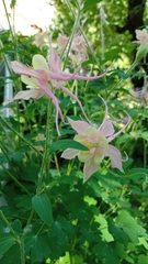 Aquilegia vulgaris