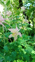 Aquilegia vulgaris