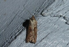 Harmologa scoliastis