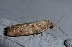 Harmologa scoliastis